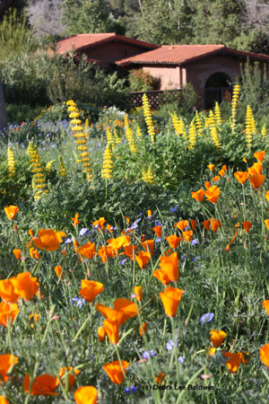 spring-flowers-resized