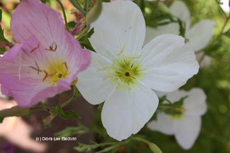 white-primrose-resized
