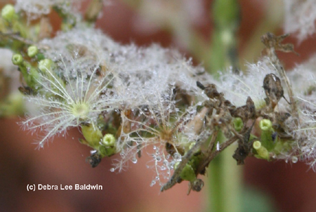 Centranthus(c)