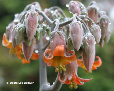 Cotyledon flower(c)