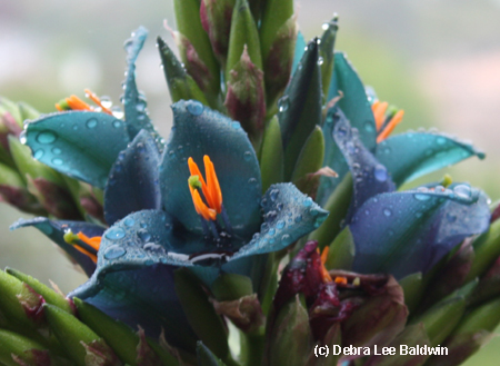 Dew on a puya(c)