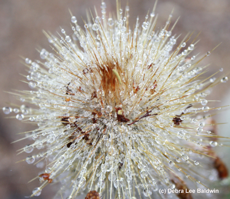 Dew on cactus(c)