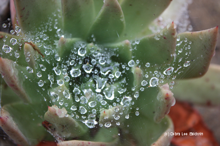 Echeveria copy