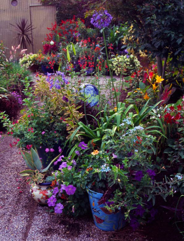 Talavara containers in entrance garden. Plantings include: Agapanthus ‘Elaine’, Petunia ‘Aladdin Nautical Mixture’, agastache and salvias. Image courtesy Cottage Garden.