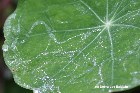 Nasturtium cropped(c)