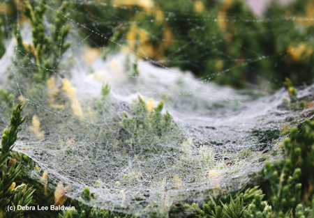 Spider web(c)