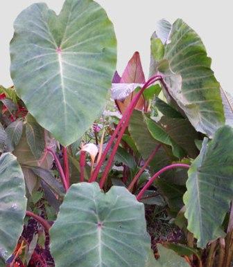 Colocasia esculenta 'Pink China'- 4-6' cultivar with excellent cold tolerance, hardy to zone 6 (Image courtesy of Agristarts, Inc.)