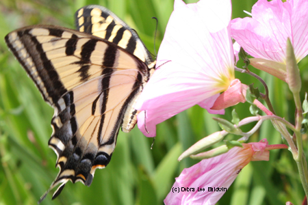 swallowtail-resized