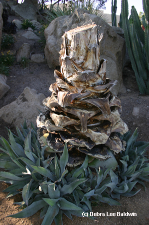 Agave americana trunk