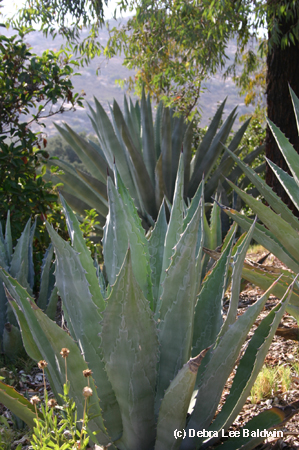 Agave americana