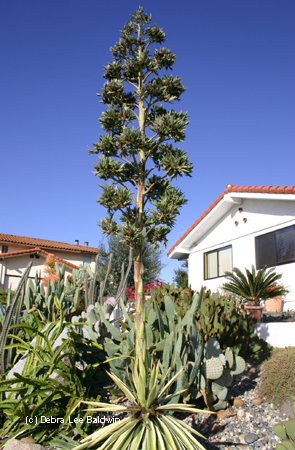 Agave angustifolia