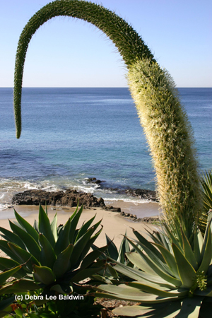 Agave attenuata in bloom