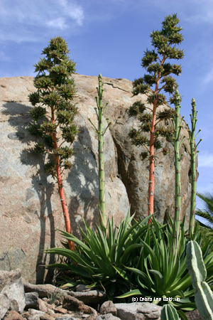 Agave desmettiana in bloom