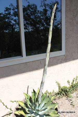 Agave potatorum spike