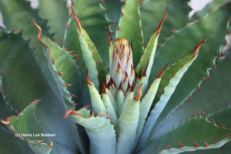 Agave potatorum