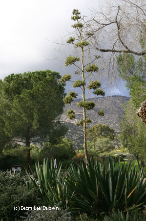 Agave tequilana in bloom