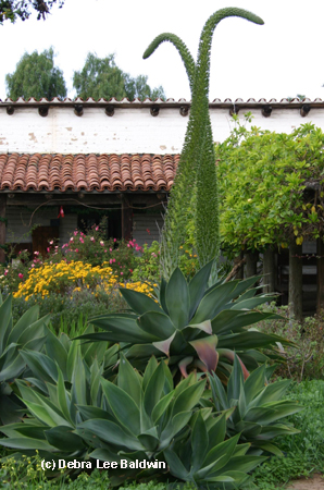 Attenuata blooms Old Town