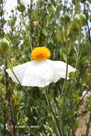 Downward petals