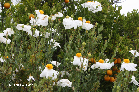 Flowers on plants resized