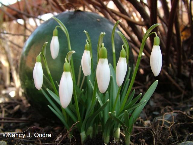 Galanthus March 13 09