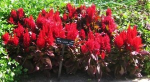 'New Look' is a 1988 All-America Selections winner with deep bronze foliage and large blazing red plumes.