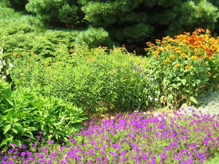 Jock Chrisite-Doe Run-verbena and euphorbia-orange flowers-resized