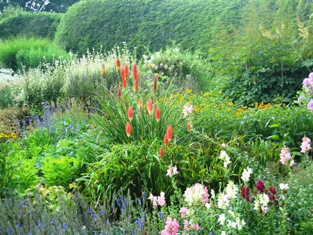 Jock Christie- kniphofia towards front of border-resized