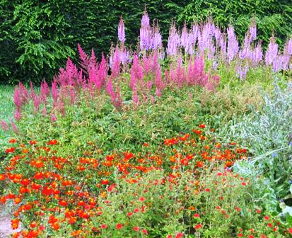 Orange flowers with light and dark astilbes-resized