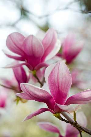 RCP_090410_8585[1].jpg-magnolia-resized