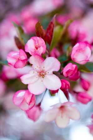 RCP_090423_0544[1].jpg-crabapple-resized