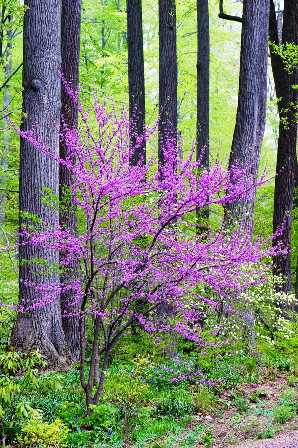 Picture This Photo Contest For July Flowering Trees