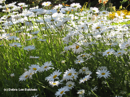 Shasta daisies copy