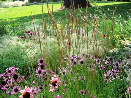 echinacea and grasses-resized