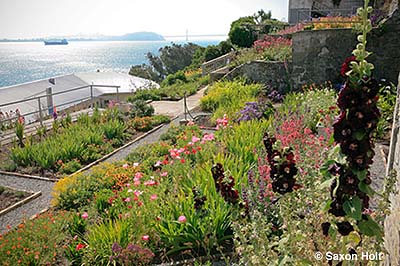 Alcatraz gardens in the ruins