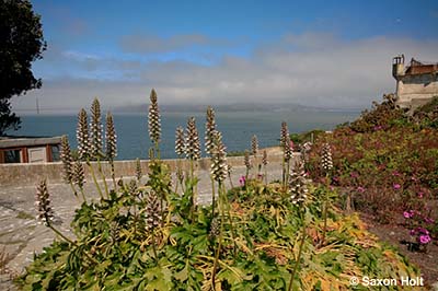 Acanthus mollis on Alcatraz