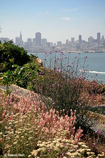 Gardens of Alcatraz with San Francisco skyline