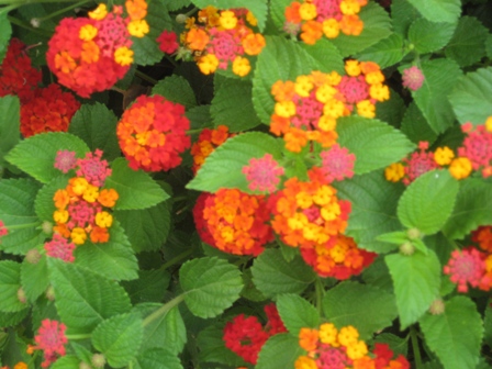lantana-multi-colored with leaves-resized