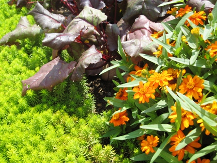 s garden-orange zinnias, beets and sedum angelina-resized