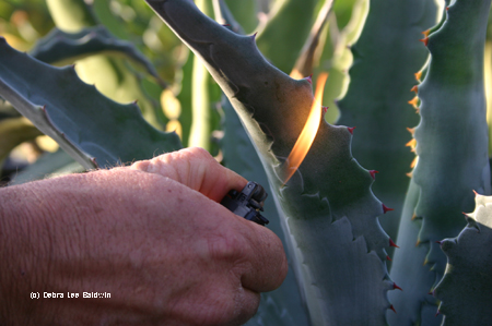 Agave flame