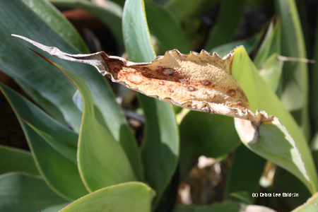 Agave tip