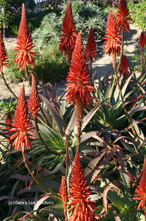Aloe arborescens cluster_JFR copy