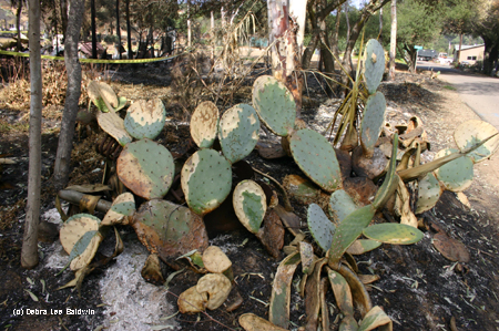 Burned opuntia