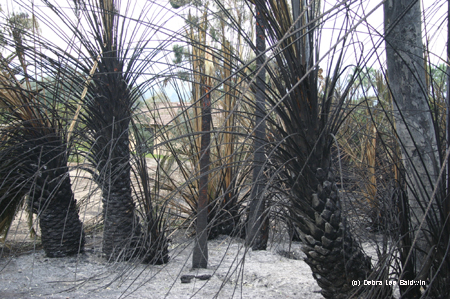 Burned palms, house_JFR copy