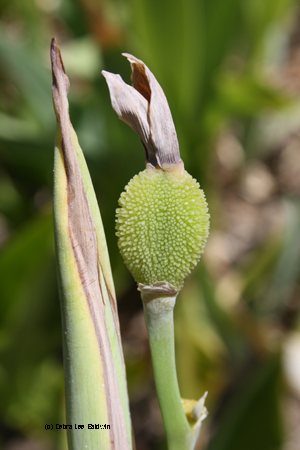 Canna seed pod