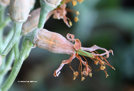 Cotyledon blossom