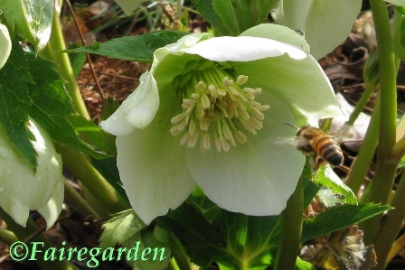 Faire Gardens-Hellebore-resized-August Picture This-Down On Your Knees