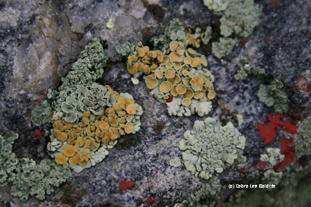 Lichen