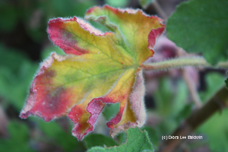 Mint geranium leaf