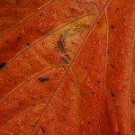 Orange leaves 003