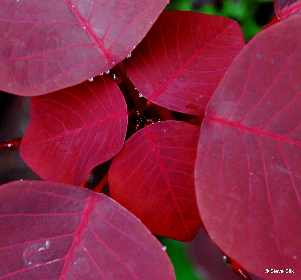 Orange leaves 034-1